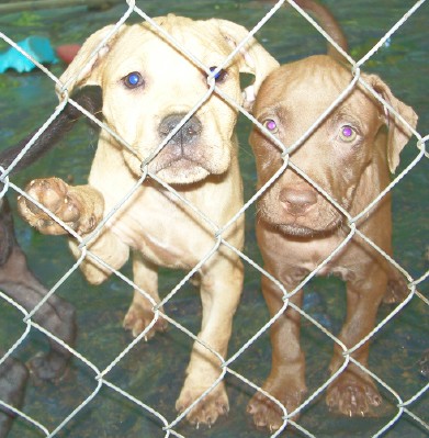 pup10.jpg