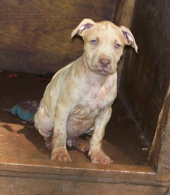 pup2.jpg