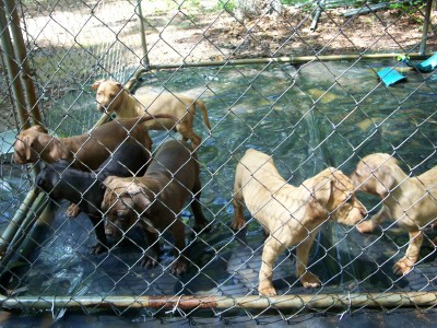 pup3.jpg