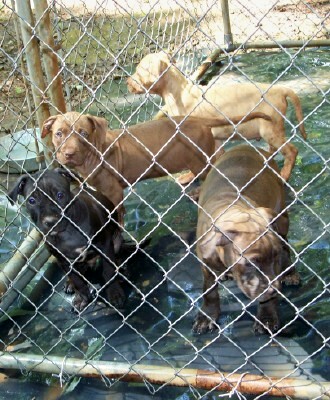 pup4.jpg