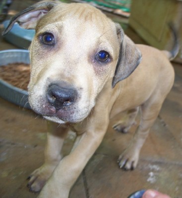 pup6.jpg