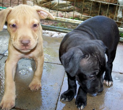 pup7.jpg