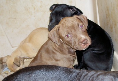pup8.jpg