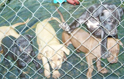 pup9.jpg